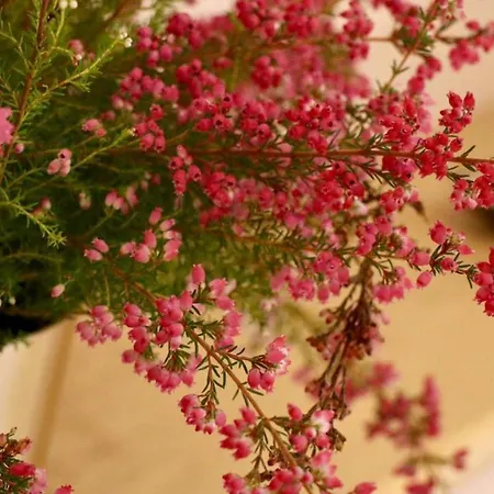A Casa Di Grace Bed & Breakfast